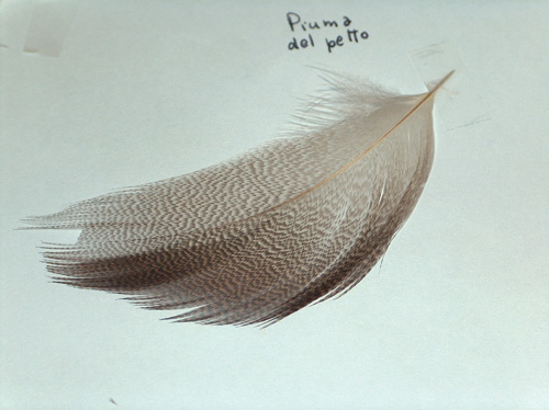 Piume - Germano reale (Anas platyrrhinchos)